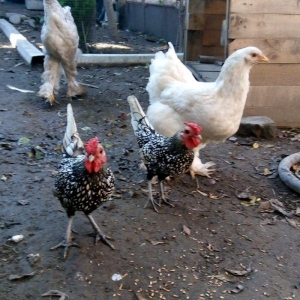 Sibrait ,heyvanlar saqlam ve temiz cinsdi.vaksinleri ve lazimi olan de