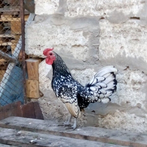 Sibrait ,heyvanlar saqlam ve temiz cinsdi.vaksinleri ve lazimi olan de