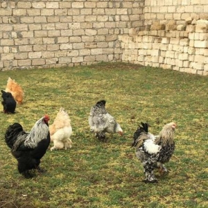 Brama: temiz cins brama cuceleri: gold, dark, light, buff, silver.