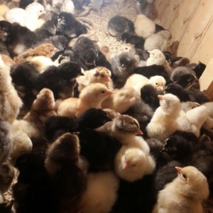 Brama cuceleri. Her yawda temiz cins brama cuceler