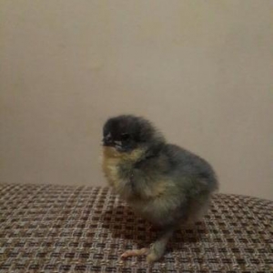 Brama cuceleri. Her yawda temiz cins brama cuceleri: gold, dark, light