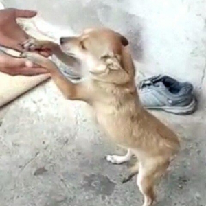 dişi zvanok 1 yas 7 ayliqdi 2 defe bala verib.40 azn qiymet sondu