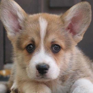 -Щенки КОРГИ рыже-белого . Документы ФЦИ- КСУ . Вакцинация обработка