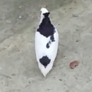 Satilir kekilli mayadi. Quyrugu cirk idi gore yolm