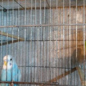 Bir cüt cex qarişığı olan spenqıl quslar sat