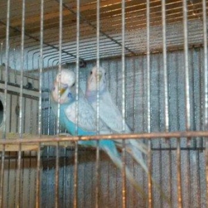 Bir cüt cex qarişığı olan spenqıl quslar satilir. Erkey goy maya