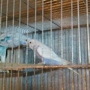 Bir cüt cex qarişığı olan spenqıl quslar satilir. Erkey goy maya