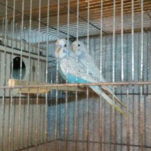 Bir cüt cex qarişığı olan spenqıl quslar satilir. Erkey goy maya