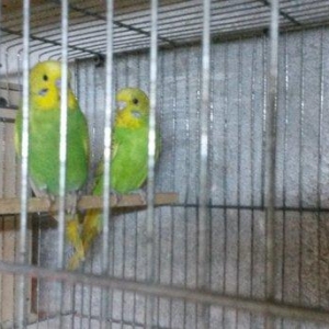 Bir cüt  cex qarişığı olan spenqıl quslar satilir. Iri ve aktiv