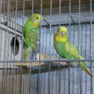 Bir cüt  cex qarişığı olan spenqıl quslar satilir. Iri ve aktiv