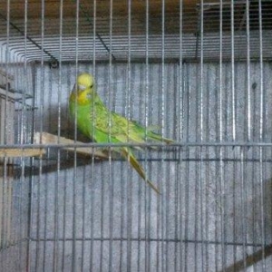 Bir cüt  cex qarişığı olan spenqıl quslar satilir. Iri ve aktiv