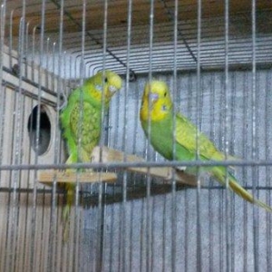 Bir cüt  cex qarişığı olan spenqıl quslar satilir. Iri ve aktiv