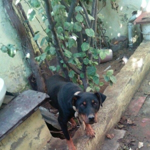 Rotwailer disi satilir texminen 6,7 ayliq  olar deqiq bilmirem yasin v