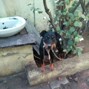 Rotwailer disi satilir texminen 6,7 ayliq  olar deqiq bilmirem yasin v