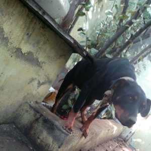 Rotveller satilir 6,7 ayliq olar deqiq bilmirem veribler baxmaqa vaxt