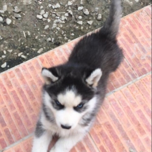 Salam temiz xaski balaları satılır 3 erkek qalıb her 2 gözleride göydü