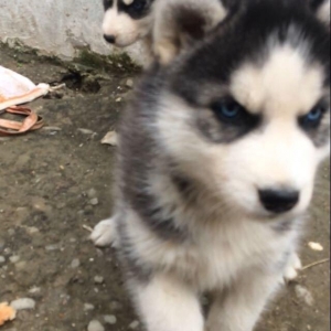 Salam temiz xaski balaları satılır 3 erkek qalıb her 2 gözleride göydü
