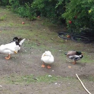 Bir cut rasisqi kuban ordeyi 16 aylıq. (((bİrİ 