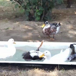 Bir cut rasisqi kuban ordeyi 16 aylıq. (((bİrİ 25 azn))) sulutepe elvi