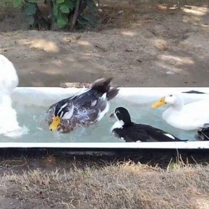 Bir cut rasisqi kuban ordeyi 16 aylıq. (((bİrİ 25 azn))) sulutepe elvi