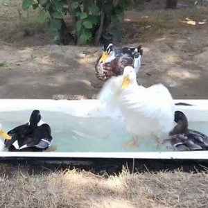 Bir cut rasisqi kuban ordeyi 16 aylıq. (((bİrİ 25 azn))) sulutepe elvi