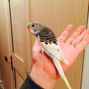 Papuqaylar satılır. İki denedi tam saglam ele �