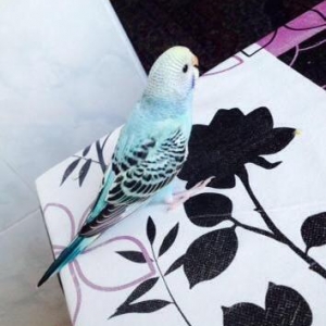 Papuqaylar satılır. İki denedi tam saglam ele öyredilmiw elden den yey