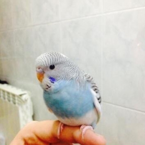 Papuqaylar satılır. İki denedi tam saglam ele öyredilmiw elden den yey