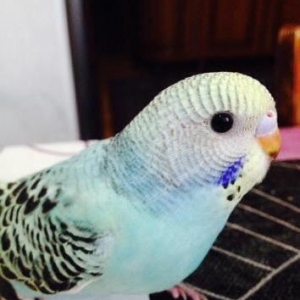 Papuqaylar satılır. İki denedi tam saglam ele öyredilmiw elden den yey