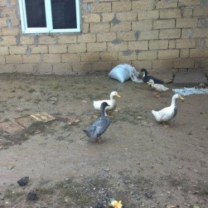 Salam.tam saglam və bəslənmiş qaz və ördəylər.həm diri həmdə.kəsilib