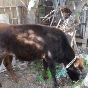 bordax danalar 3 dənə razılaşmaq yolu ilə qiy