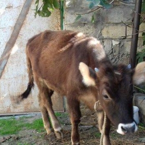 bordax danalar 3 dənə razılaşmaq yolu ilə qiyməti biri 1200 manat