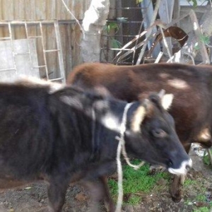 bordax danalar 3 dənə razılaşmaq yolu ilə qiyməti biri 1200 manat