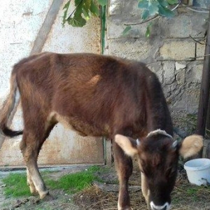 bordax danalar 3 dənə razılaşmaq yolu ilə qiyməti biri 1200 manat