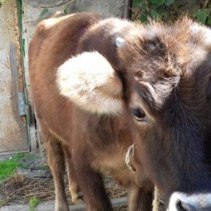 bordax danalar 3 dənə razılaşmaq yolu ilə qiyməti biri 1200 manat
