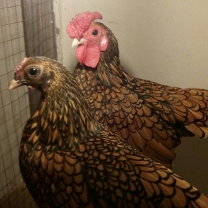 sağlam temiz qan tam mayalı Gumusu ve Qizili Zibrayit yumurtası satira