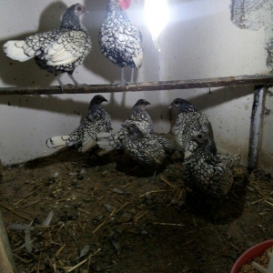 sağlam temiz qan tam mayalı Gumusu ve Qizili Zibrayit yumurtası satira