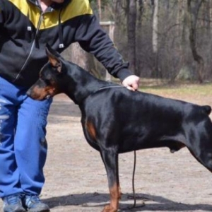 Radaslovonnu doberman. Şəkildəki bala dobermanın sifarişi mümkündür. D