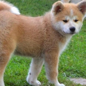 Akita inu-radaslovonnu