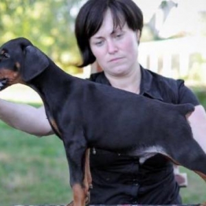 Radaslovonnu doberman. Şəkildəki bala dobermanın sifarişi mümkündür,ra