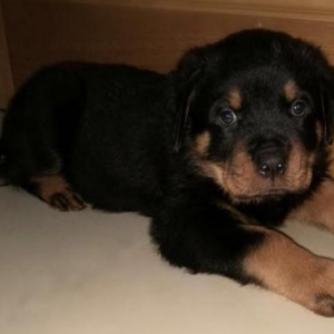 Rottweiler  Ukraynadan sifarişlə,radasl