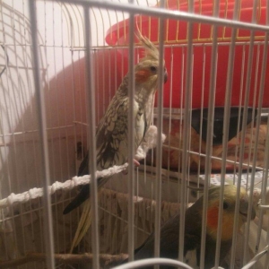 cut karella qefesle yawil qefesle bir yerde bir de