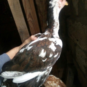 heyratı hər ayda hər yaşda heyratı vaxtım yoxdur baxmağa ona görə satı