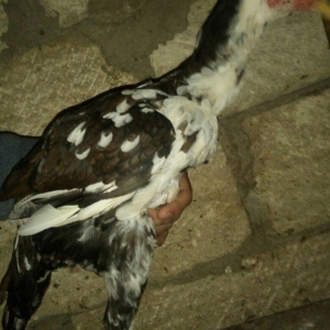 heyratı hər ayda hər yaşda heyratı vaxtım yoxdur baxmağa ona görə satı