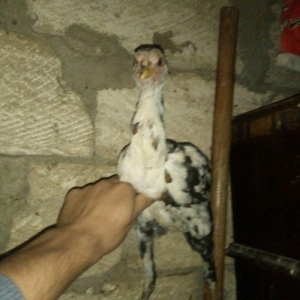 heyratı hər ayda hər yaşda heyratı vaxtım yoxdur baxmağa ona görə satı