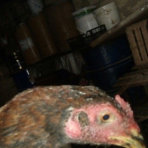 heyratı hər ayda hər yaşda heyratı vaxtım yoxdur baxmağa ona görə satı