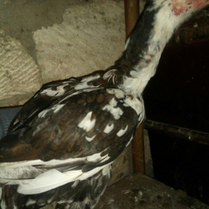 heyratı hər ayda hər yaşda heyratı vaxtım yoxdur baxmağa ona görə satı