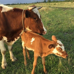İnek sürüsü satılır, 40 baş simmental cinsl