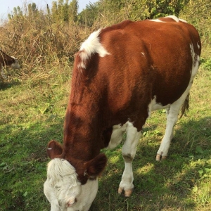 İnek sürüsü satılır, 40 baş simmental cinsli boğaz düyeler. Yerli şera