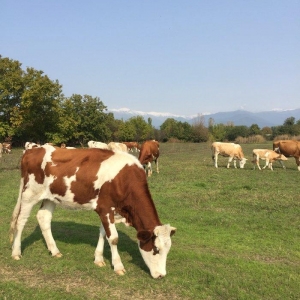 İnek sürüsü satılır, 40 baş simmental cinsli boğaz düyeler. Yerli şera
